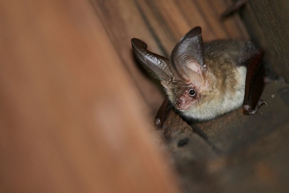 A la découverte des chauves-souris