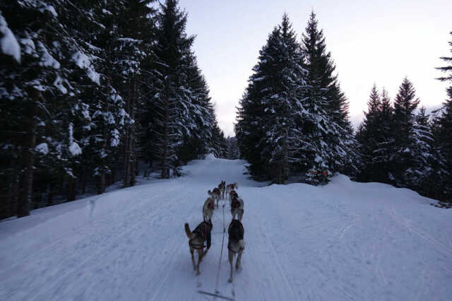 Haut Rhin Visites Et Circuits L Appel Sauvage Activites Avec Chiens De Traineaux Agenda Le Gaschney 68380