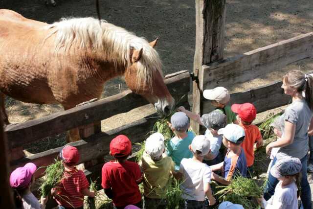 Bas Rhin Visites Et Circuits Samedi Apres Midi A La Ferme Educative Agf Agenda Rhinau 67860