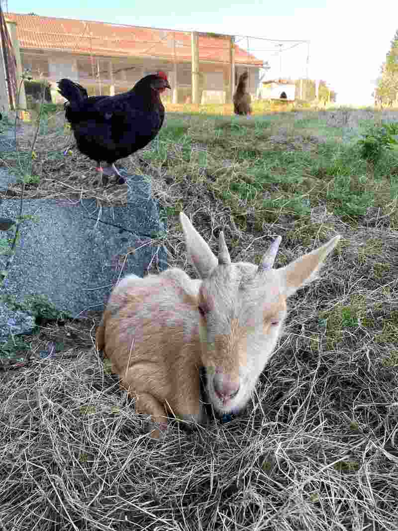 Visite active et pédagogique de la ferme Equi'libre