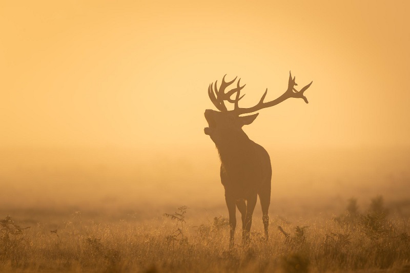 Repas de chasse