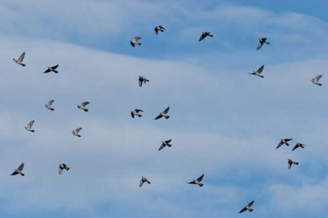 Observer les oiseaux migrateurs sur la Corniche basque