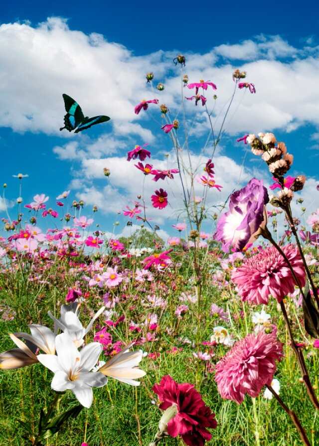 Saint Cyprien en Fleurs