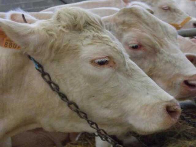 78 ème Foire concours reproducteurs charolais