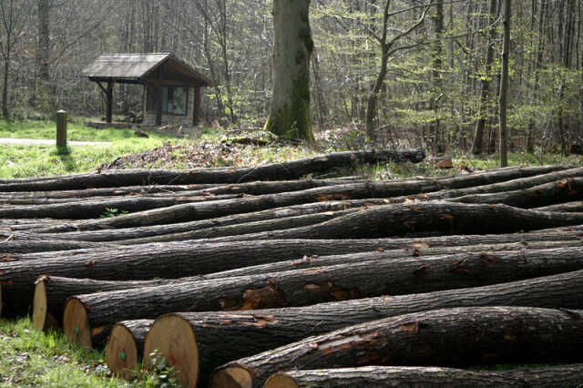 Mois du doc : Forêt, le grand réveil