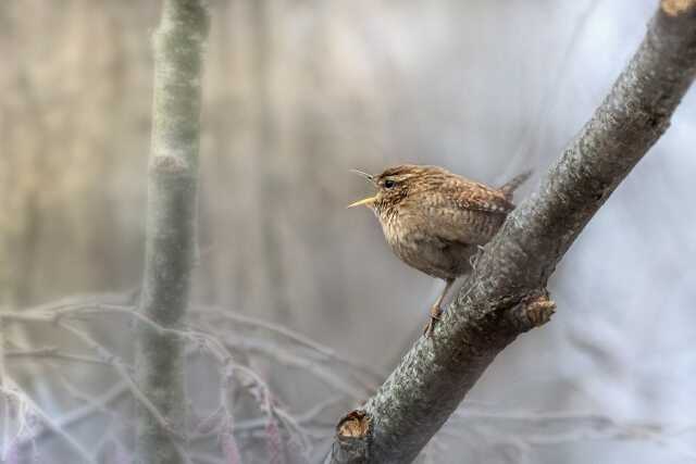 Formation aux oiseaux du littoral : la reproduction et les oiseaux chanteurs (initiation)