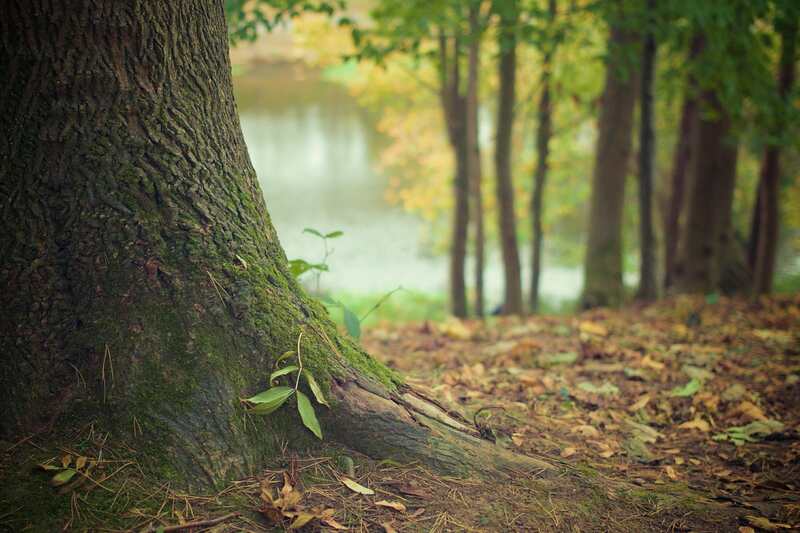 Fête de la nature - La Nature qui nourrit le corps et l'esprit