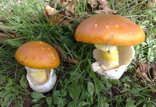 Sortie champignons