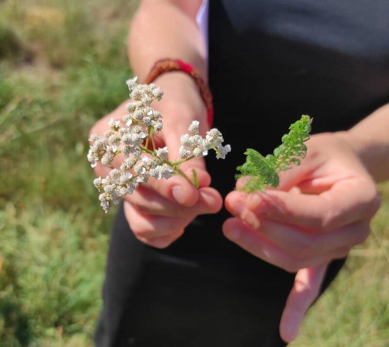 Balade botanique, découverte plantes médicinales et aromatiques