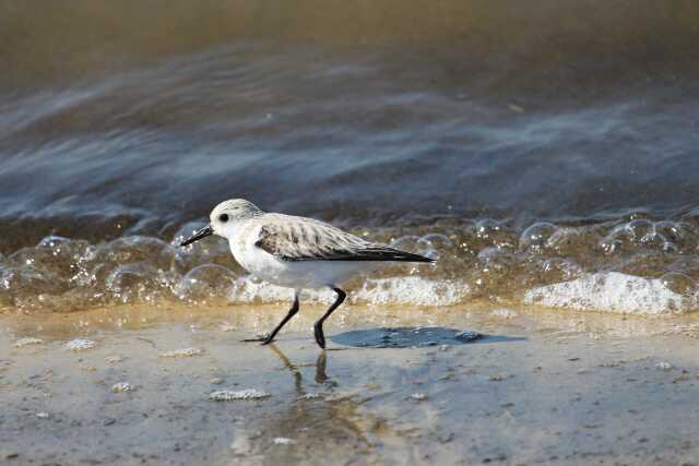 Sur les traces des oiseaux migrateurs du Bassin d'Arcachon