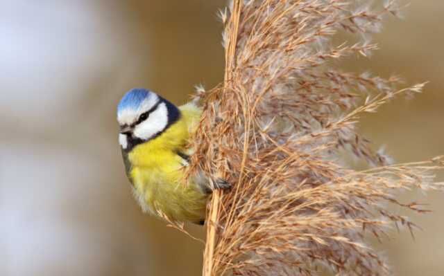 Les oiseaux des villes et des jardins - Limoges