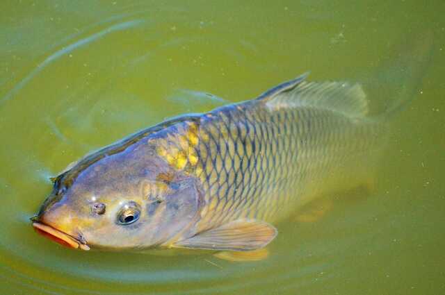 Mini-enduro de pêche à la carpe