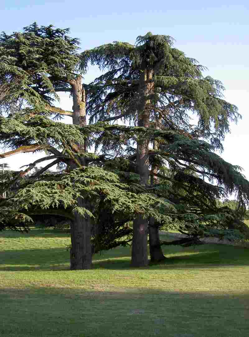 Rendez-vous aux jardins : Château Pierrail