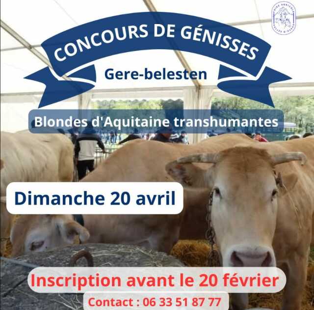 Concours de Génisses : foire agricole de la Vallée d'Ossau