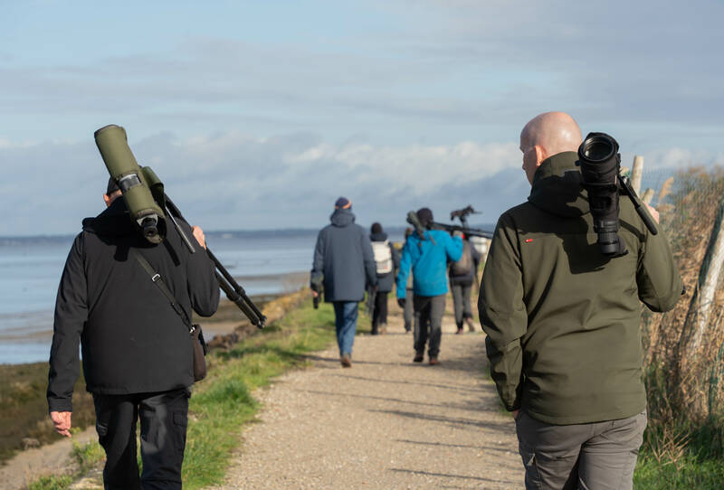 Formation aux oiseaux du littoral : l'identification des limicoles (niveau perfectionnement))