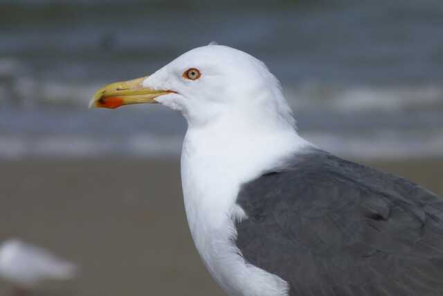 Visite guidée : Reconnaissance des mouettes et goélands en front de mer