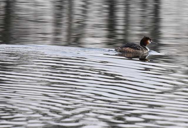 Observations des oiseaux migrateurs et des zones humides