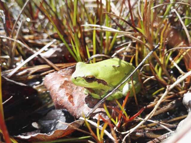 Balade sur : « Le monde mystérieux des amphibiens »