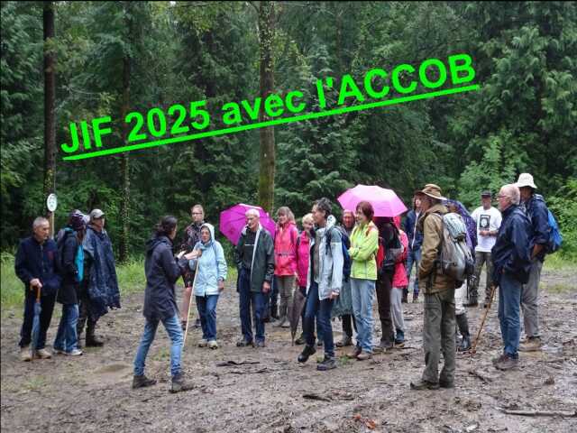 Journée internationale des forêts avec l’Accob