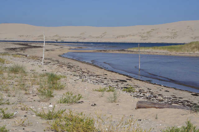 Laisse de mer : trésors et enjeux de notre littoral