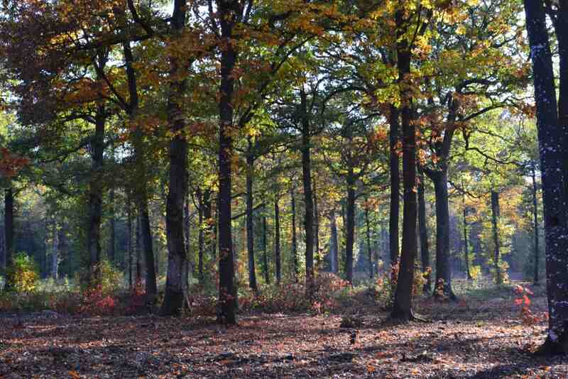 Spectacle jeune public : Balade en forêt des sons