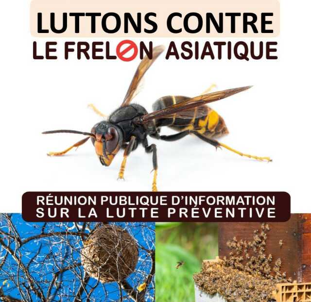 Réunion publique d'information : lutte préventive contre le frelon asiatique