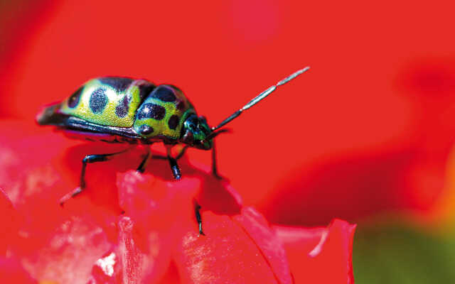 Exposition Pollinisateurs au Muséum de la plaine d'Ansot