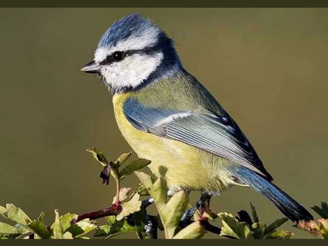 PAPOTAGE APÉRITIF autour des oiseaux communs