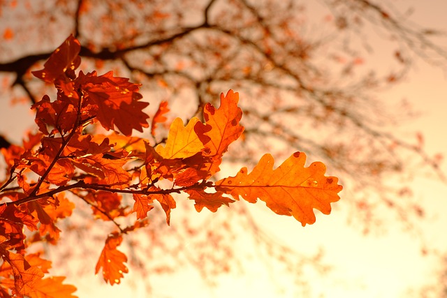 Fête l'Automne à Saint-Michel de Rivière