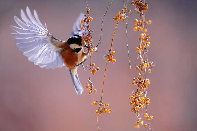 Spectacle : Le jardin aux oiseaux