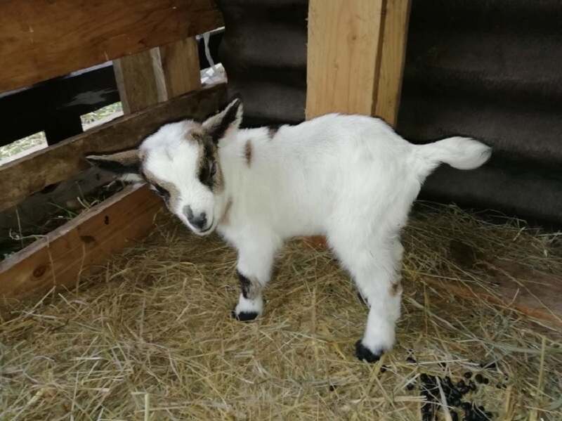 Visite animée de la ferme pédagogique