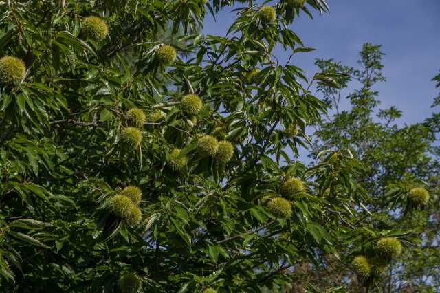 Journées Européeennes du Patrimoine : Arboretum de Sépoux - ANNULE