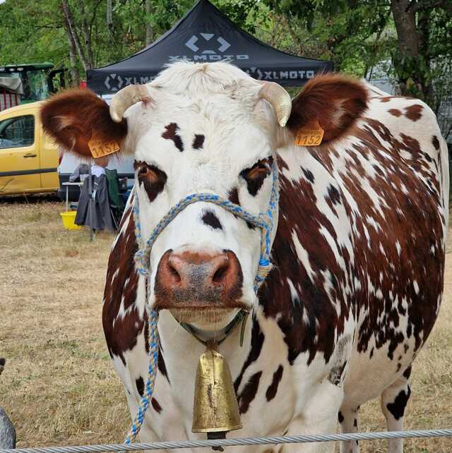 Comice Agricole à Chandos