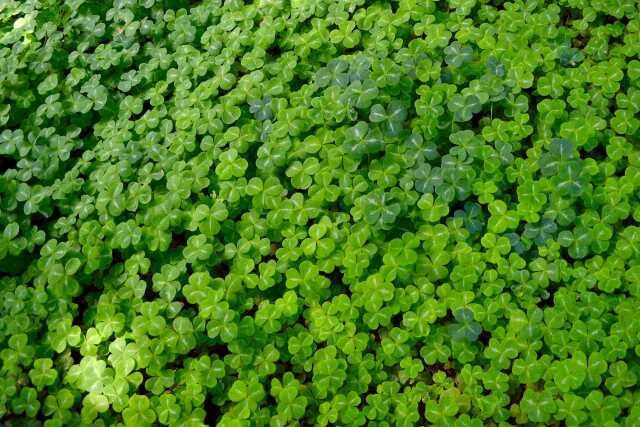 Saint Patrick - musique Irlandaise ou presque