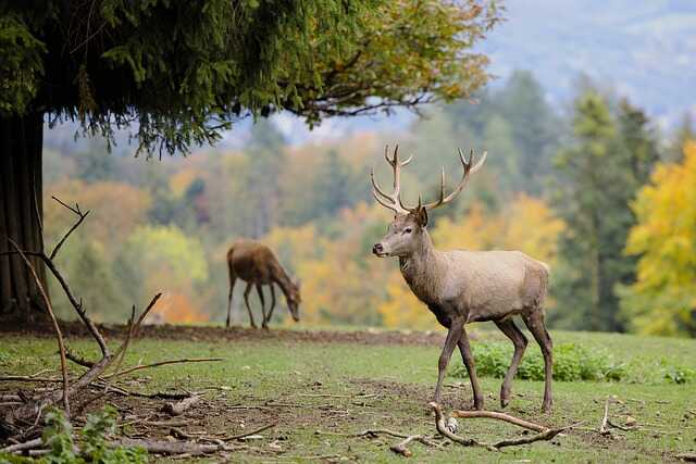 Repas de chasse annuel