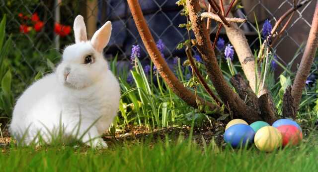 Chasse aux oeufs