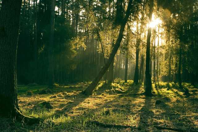 L' Aubraie fête la Forêt d'Avenir