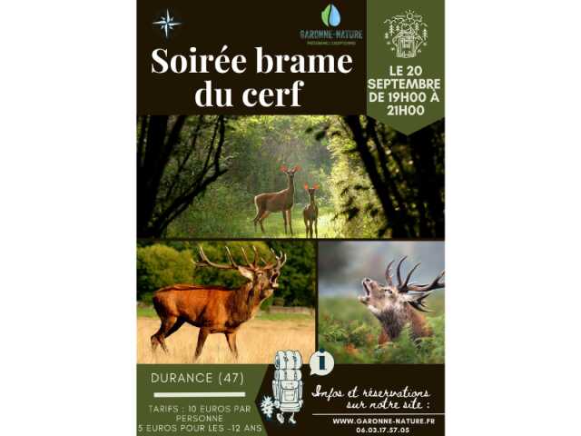 Soirée brame du cerf