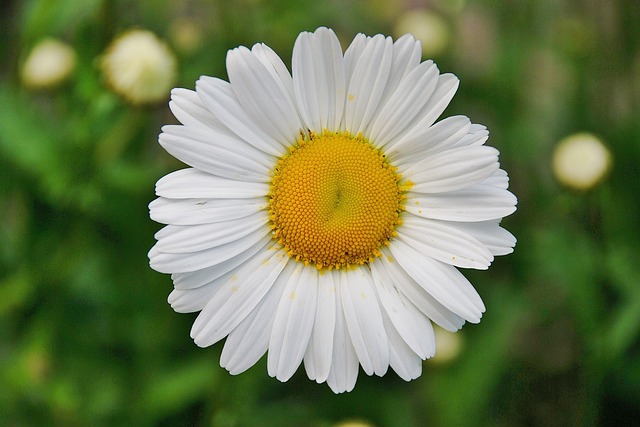 Marche gourmande: La Marguerite de Loubéjac