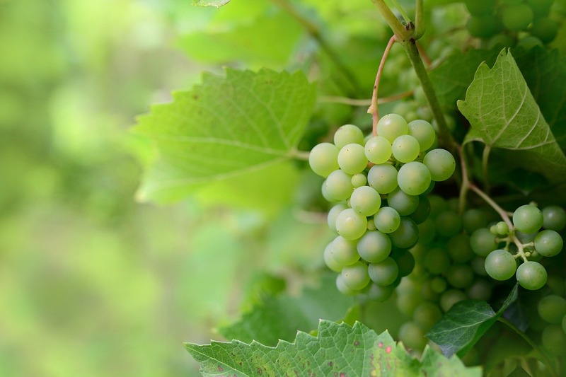 Journées du Patrimoine à Sauternes - Vignes à la carte