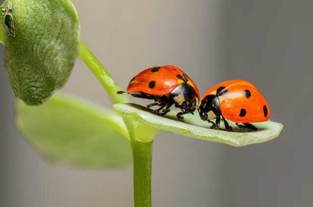 Atelier : Découverte des insectes