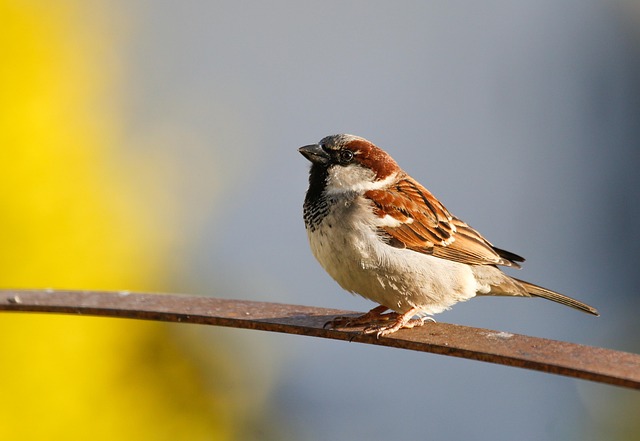 Animation Nature - Les oiseaux de nos campagnes - Limoges