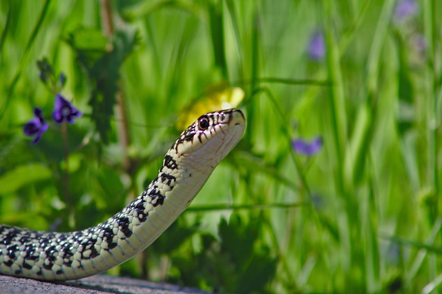 Terre en Vert: observation et inventaire de reptiles, sous contrôle