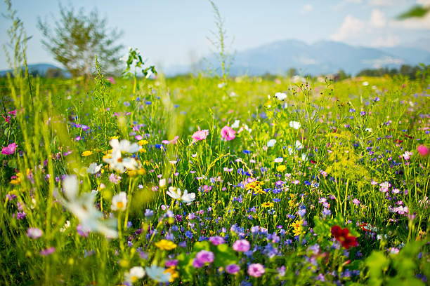 Conférence sur la biodiversité