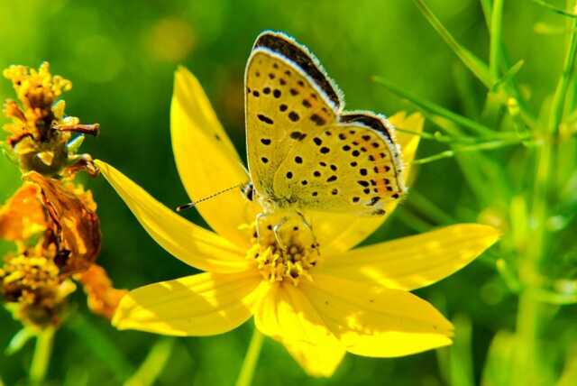 Repas de printemps