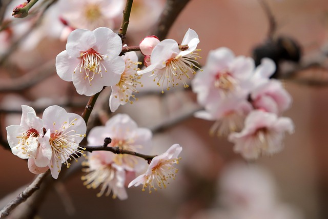 Fête du printemps