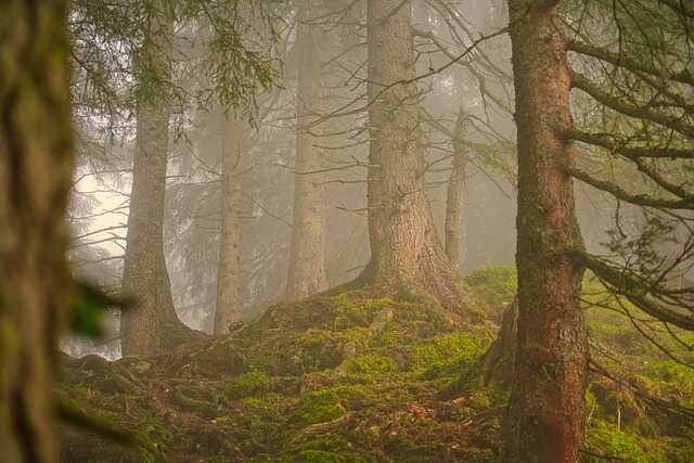 Animation Nature - Rallye Nature - Limoges