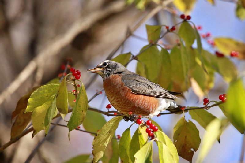 Printemps de la biodiversité - Spectacle chanteurs d'oiseaux