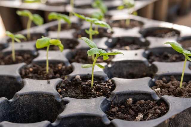 Tisanes et semis : échanges sur le jardin