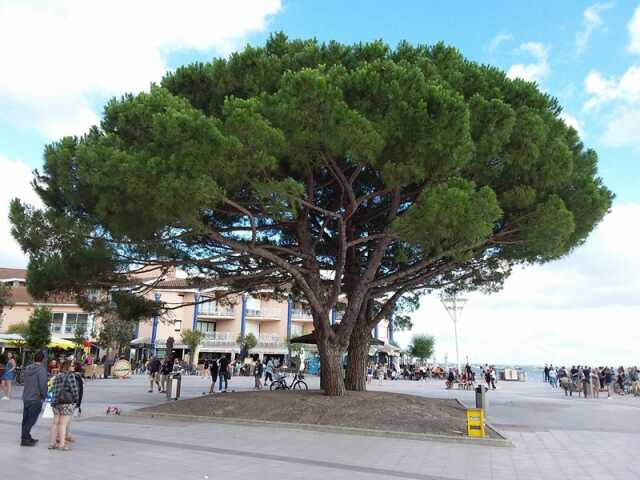 La LPO célèbre l'arbre en 2024 !